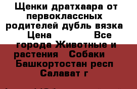 Щенки дратхаара от первоклассных  родителей(дубль вязка) › Цена ­ 22 000 - Все города Животные и растения » Собаки   . Башкортостан респ.,Салават г.